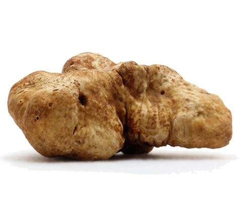 Piemont-Trüffel (Tuber magnatum) Piemont-Trüffel (Tuber magnatum)
