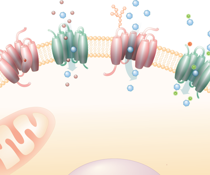 Schematische Darstellung von SLC-Membrantransportern