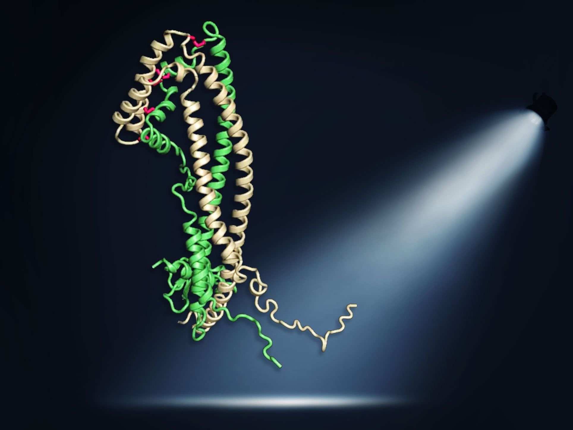 Das Clusterinprotein ist als sogenanntes Bändermodell dargestellt. Die flexiblen Peptidketten haben eine wichtige Schutzfunktion, die in dieser Veröffentlichung erstmals gezeigt werden konnte.