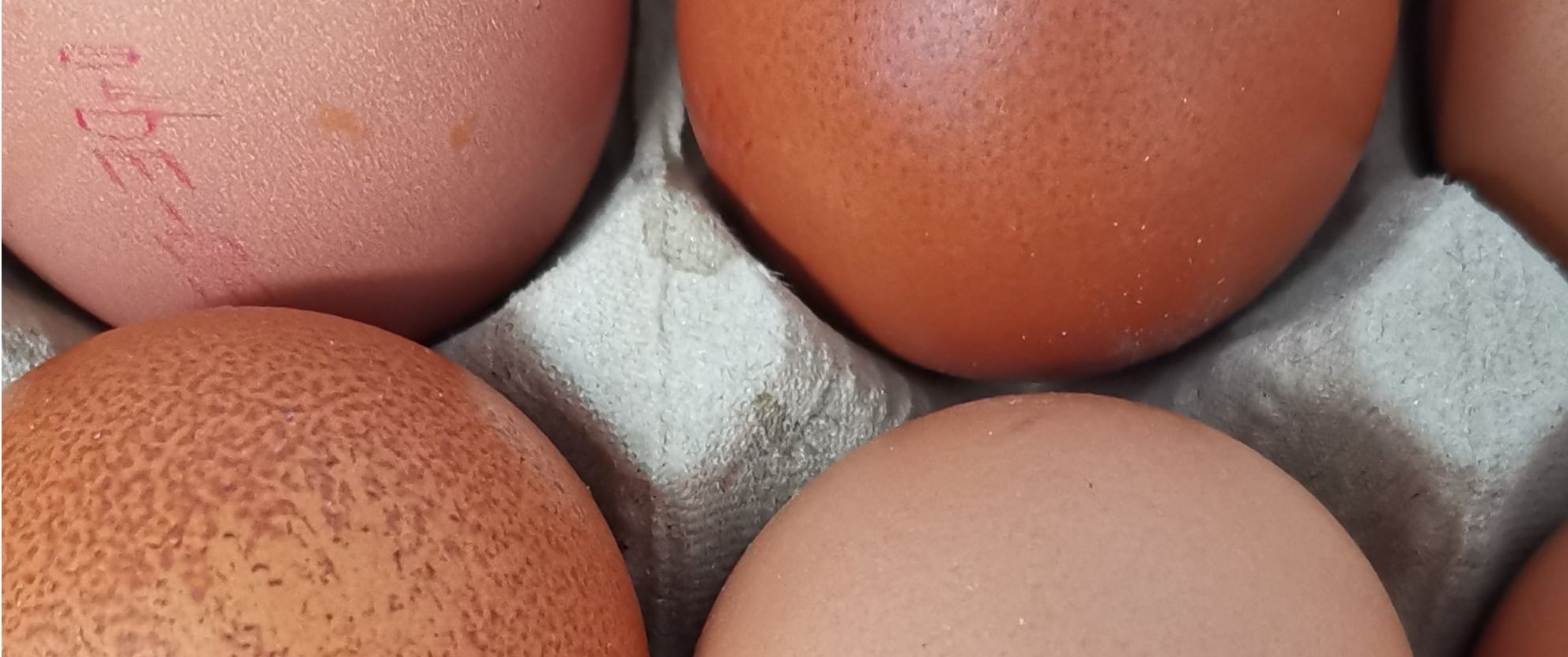 Eier aus ökologischer Landwirtschaft Bio Eier