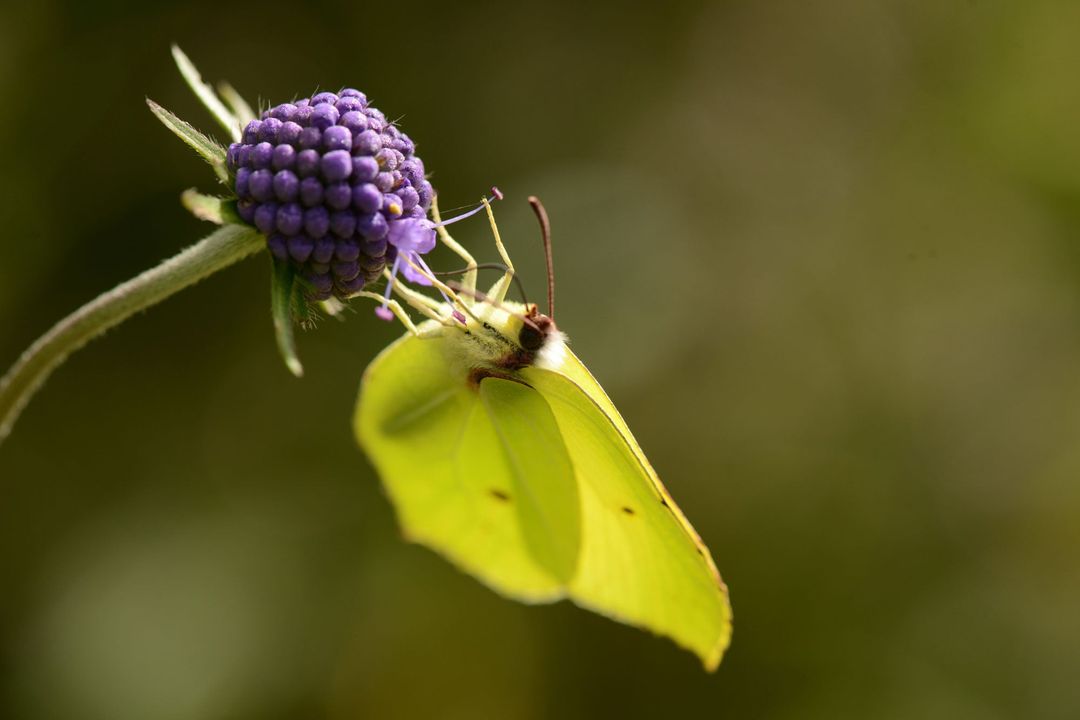 Zitronenfalter an einer Blüte Zitronenfalter an einer Blüte