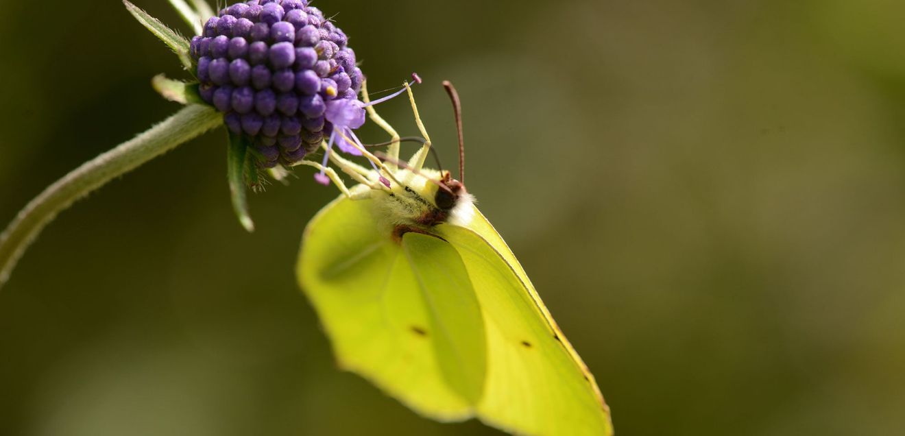 Zitronenfalter an einer Blüte Zitronenfalter an einer Blüte