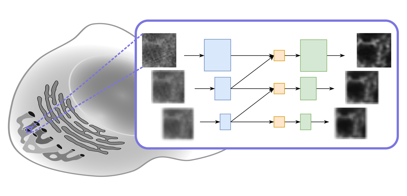 Illustration eines m-rBCR-Modells für Lichtmikroskopie Illustration eines m-rBCR-Modells für Lichtmikroskopie