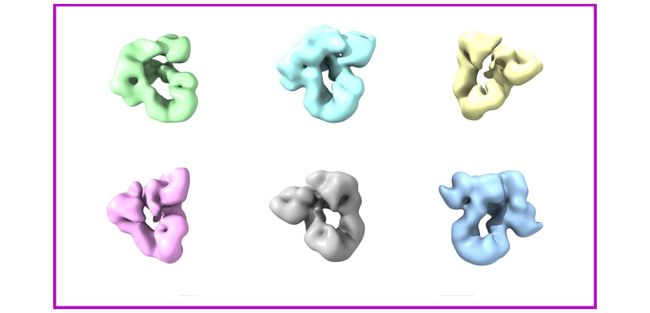 3D-Modelle des BiP–GRP94-Komplexes