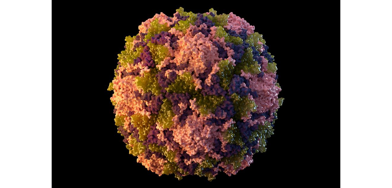 Poliovirus im Abwasser entdeckt unzureichender Impfschutz gegen Kinderlähmung Illustration aus dem Jahr 2014 zeigt ein Poliovirus-Partikel