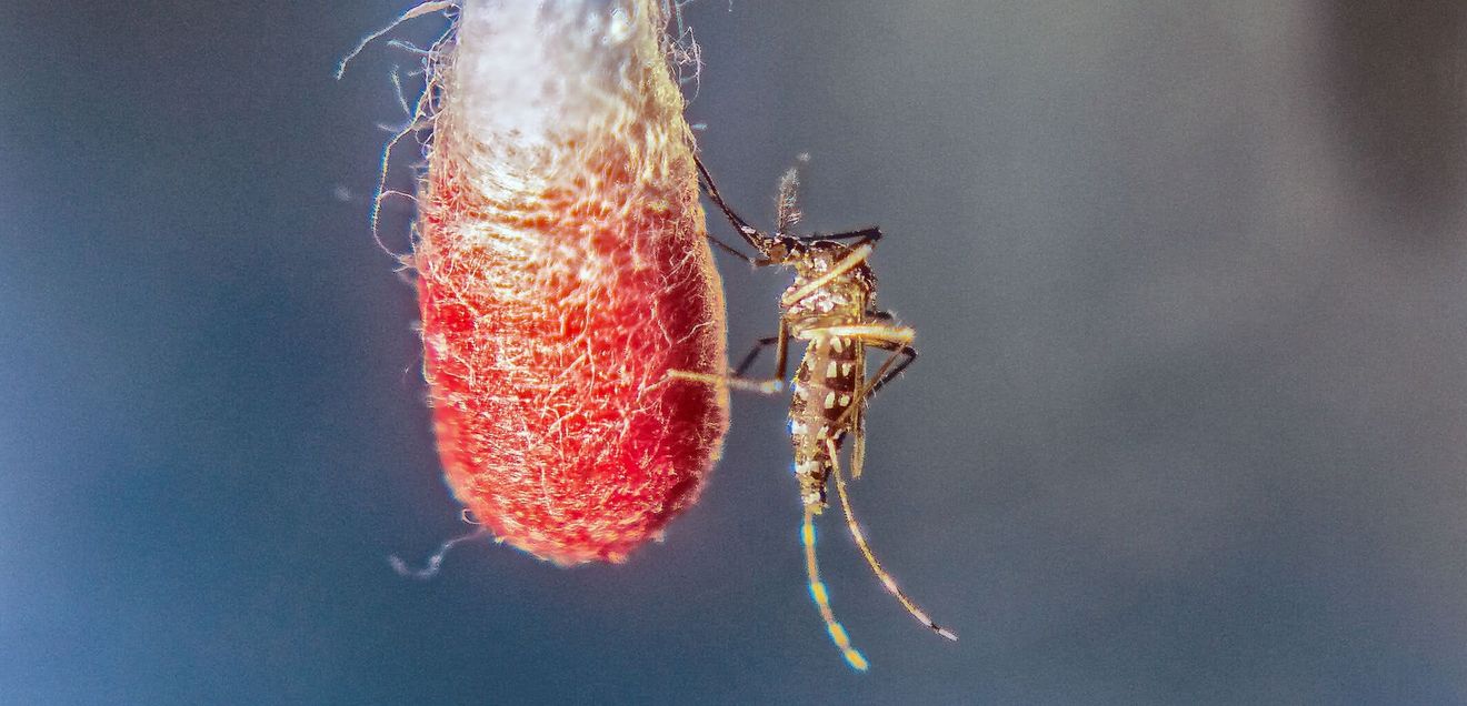 Eine Asiatische Tigermücke (Aedes albopictus) beim Blut-Trinken. Eine Asiatische Tigermücke (Aedes albopictus) beim Blut-Trinken