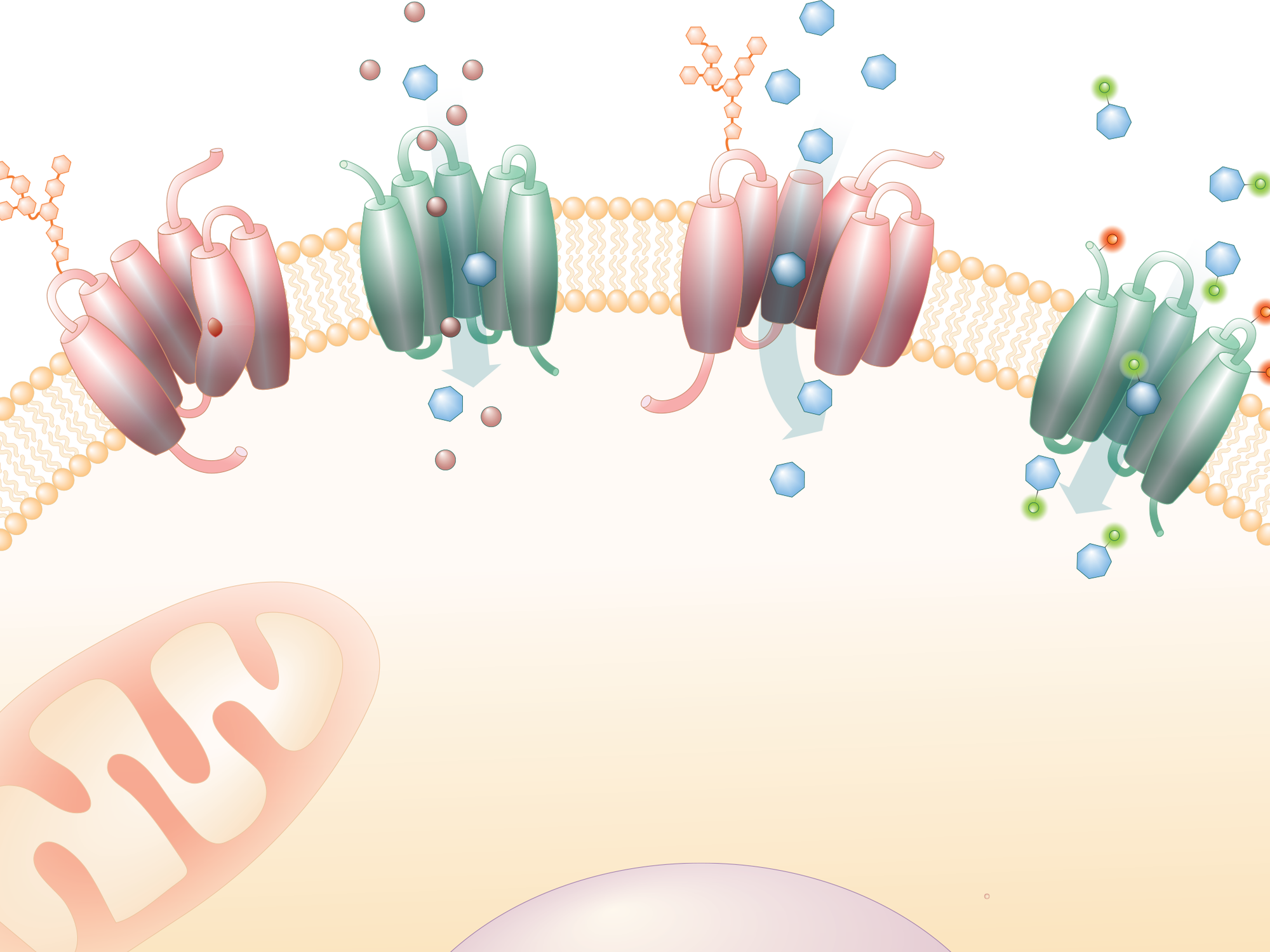 Schematische Darstellung von SLC-Membrantransportern Schematische Darstellung von SLC-Membrantransportern
