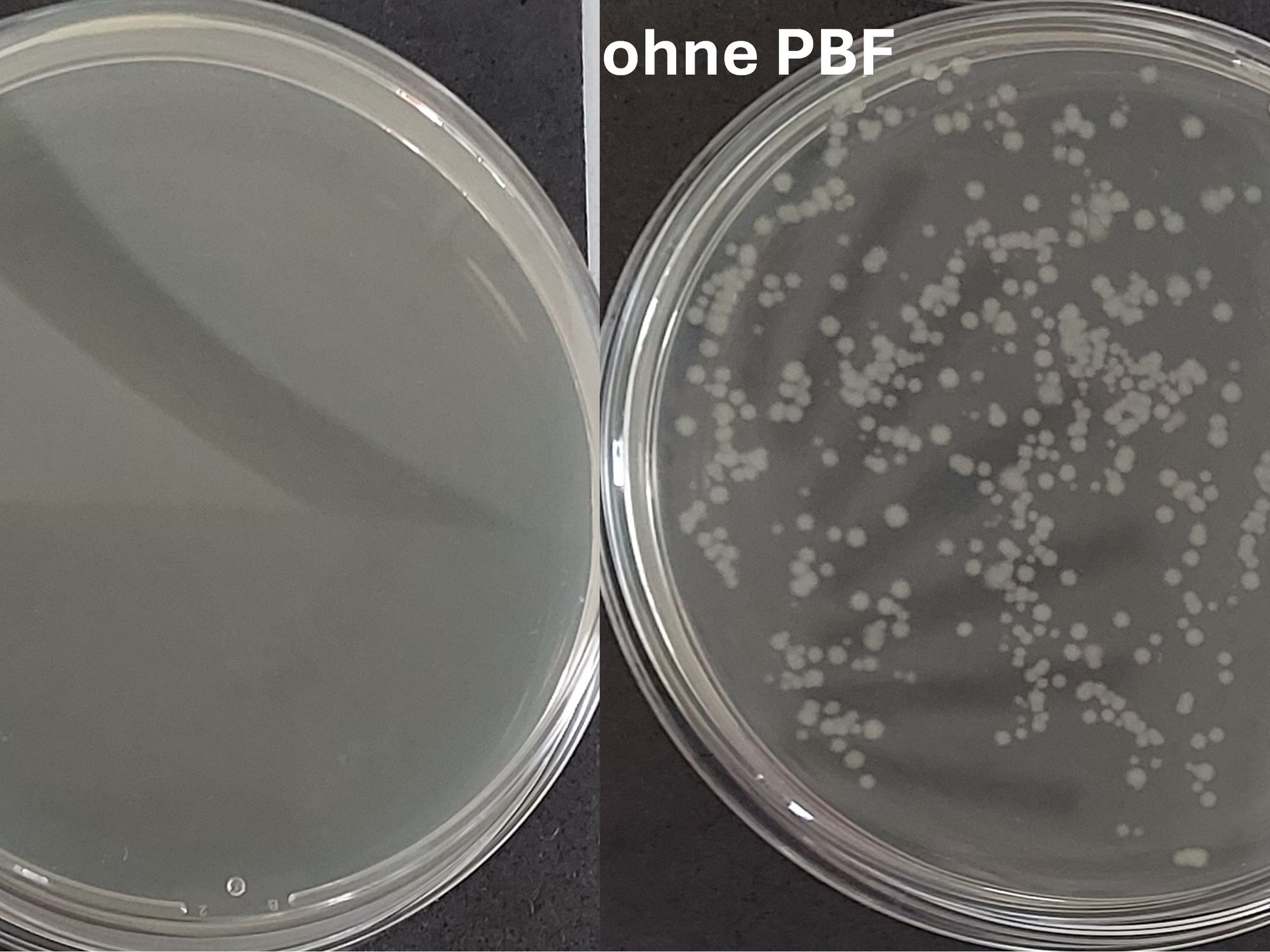 Wachstum von Escherichia coli Bakterien nach Behandlung mit PBF (links) und ohne Behandlung (rechts). Wachstum von Escherichia coli Bakterien nach Behandlung mit PBF (links) und ohne Behandlung (rechts). Vitale Bakterien wachsen als weiße Kolonien auf dem Nährboden