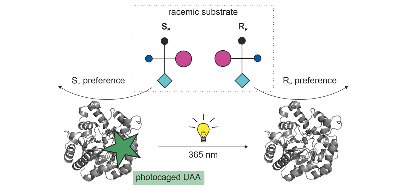 Durch die UV-Bestrahlung eines Enzyms mit photo-sensitiver Aminosäure wird seine Enantioselektivität umgepolt.