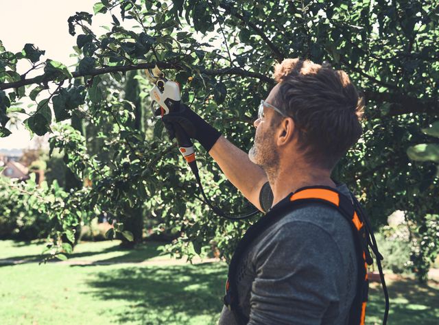 Die Akku-Astschere STIHL ASA 140 im Profi-Einsatz Die Akku-Astschere STIHL ASA 140 im Profi-Einsatz