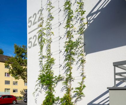 Sto ermöglicht nachhaltige Fassadenbegrünung Sto ermöglicht nachhaltige Fassadenbegrünung