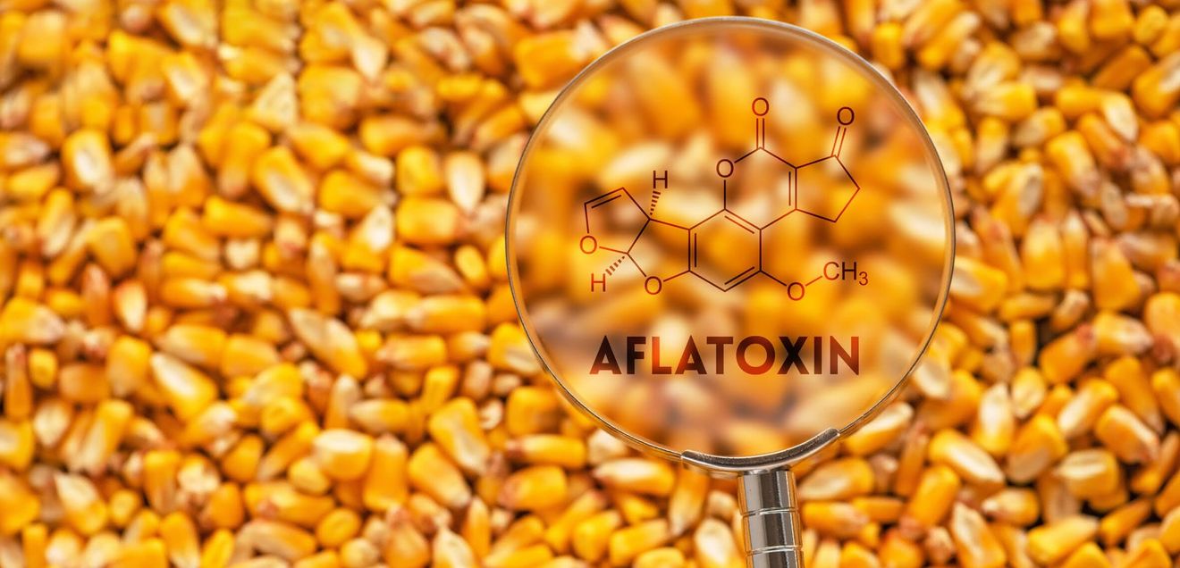 Isotopenmarkierte Mykotoxine in Nahrungs- und Futtermittelanalytik Symbolbild: Maiskörner werden mit einer Lupe betrachtet auf der die chemische Formel von Aflatoxin gezeichnet ist