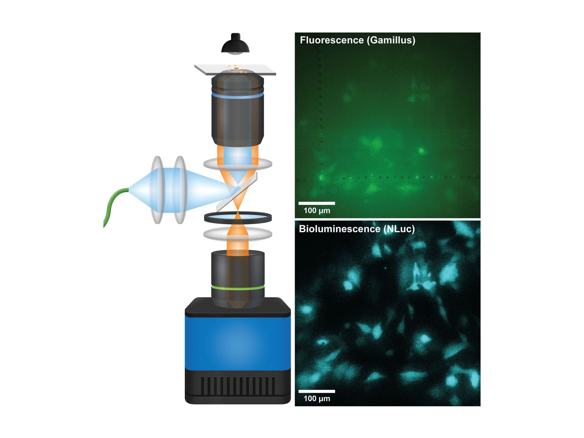 Mikroskop macht leuchtende Zellprozesse deutlich sichtbar Niedrige Proteinkonzentrationen in lebenden Zellen mit dem System QIScope darstellen: Biolumineszenz (unten rechts) im Vergleich zu Fluoreszenz (oben rechts)