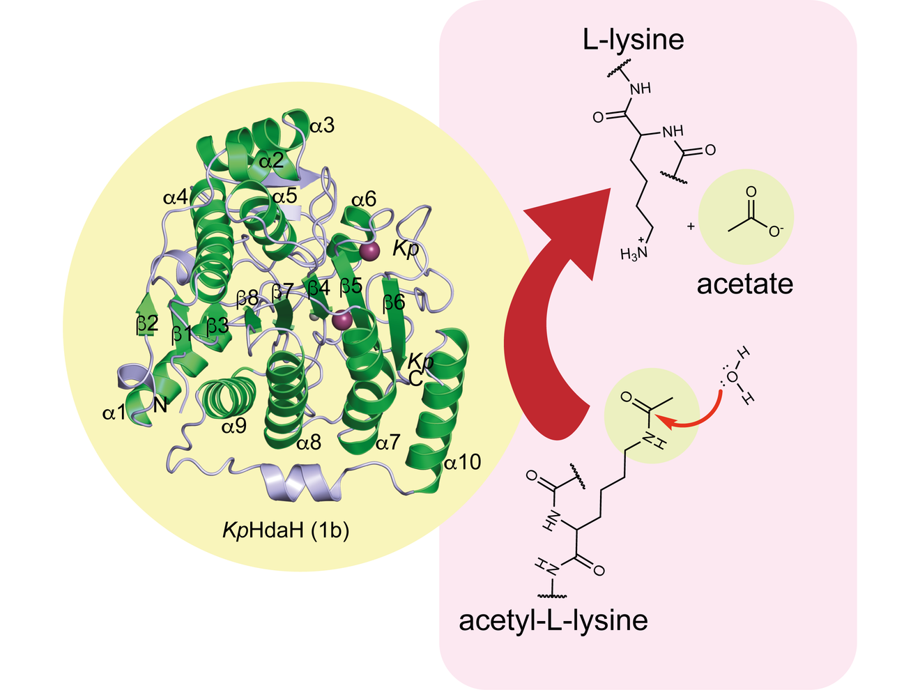 Enzym HdaH aus Klebsiella pneumoniae Abbildung des Enzyms HdaH aus Klebsiella pneumoniae