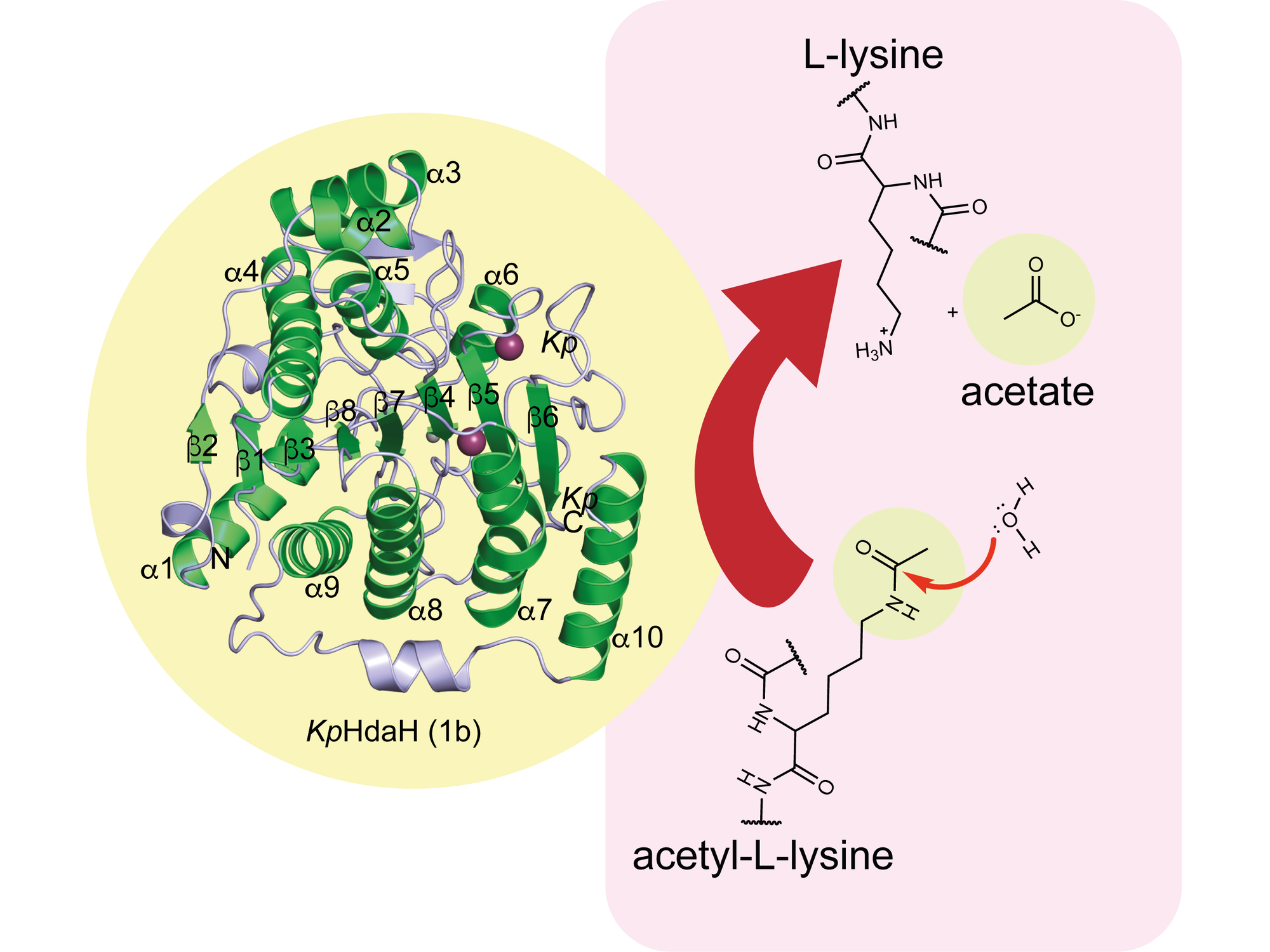 Enzym HdaH aus Klebsiella pneumoniae Abbildung des Enzyms HdaH aus Klebsiella pneumoniae