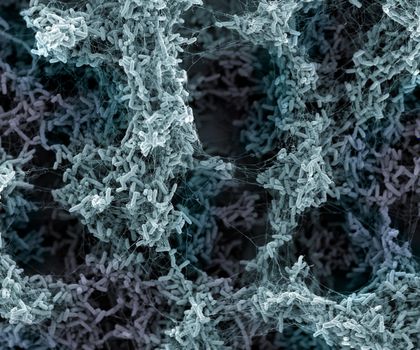 Der Krankheitserreger Pseudomonas aeruginosa bildet einen schützenden Biofilm.