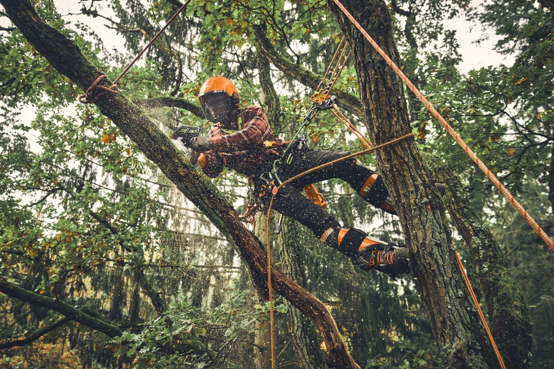 Kompakte Baumpflegesäge von Stihl Ein Arbeiter sägt mit einer Stihl MSA 190 T in einem Baum