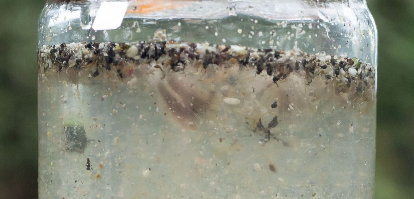 Abwasser mit Mikroplastikpartikeln sowie weiteren Schwebstoffen