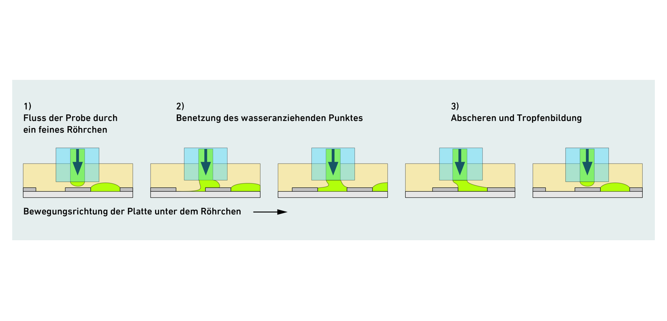 Wirkstoffforschung Die Testlösung (grün) fliesst kontinuierlich durch ein feines Röhrchen (hellblau) und benetzt die wasseranziehenden Stellen auf der Glasplatte. Sobald sich die Platte unter dem Röhrchen weiterbewegt, reisst sich ein kleiner Tropfen ab und bleibt präzise an seinem Platz haften. (Bild: Breitfeld et. al. 2025, S. 3)
