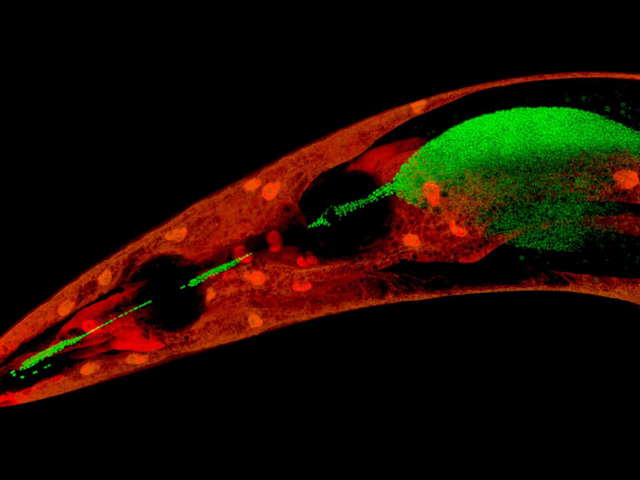 Mikrobiom-vermittelter Schutz vor Krankheitserregern C. elegans (Epidermis markiert mit einem rot fluoreszierenden Protein) mit schützenden „Pseudomonas fluorescens“-Bakterien (markiert mit einem grün fluoreszierenden Protein) im Rachen und vorderen Teil des Darms.