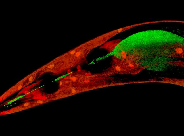 Mikrobiom-vermittelter Schutz vor Krankheitserregern C. elegans (Epidermis markiert mit einem rot fluoreszierenden Protein) mit schützenden „Pseudomonas fluorescens“-Bakterien (markiert mit einem grün fluoreszierenden Protein) im Rachen und vorderen Teil des Darms.