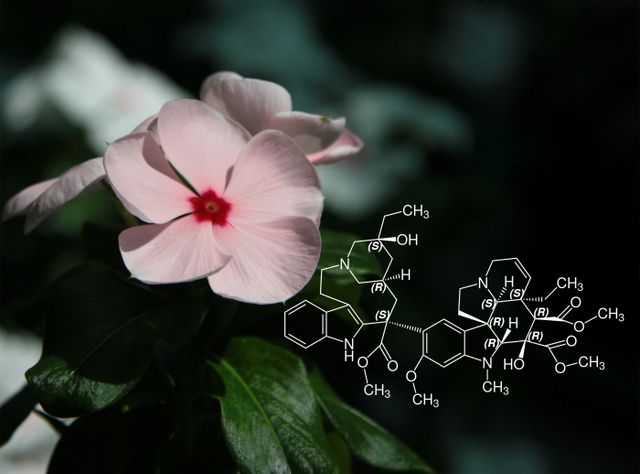Biosynthese von Naturstoffen: Alkaloid-Biosynthesewege mit Einzelzell-Omics-Methode untersucht