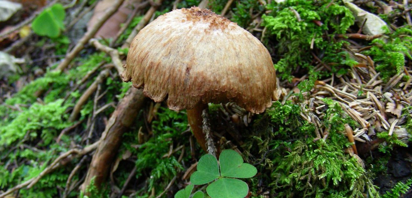 Pilz Foto eines Pilzes im Wald
