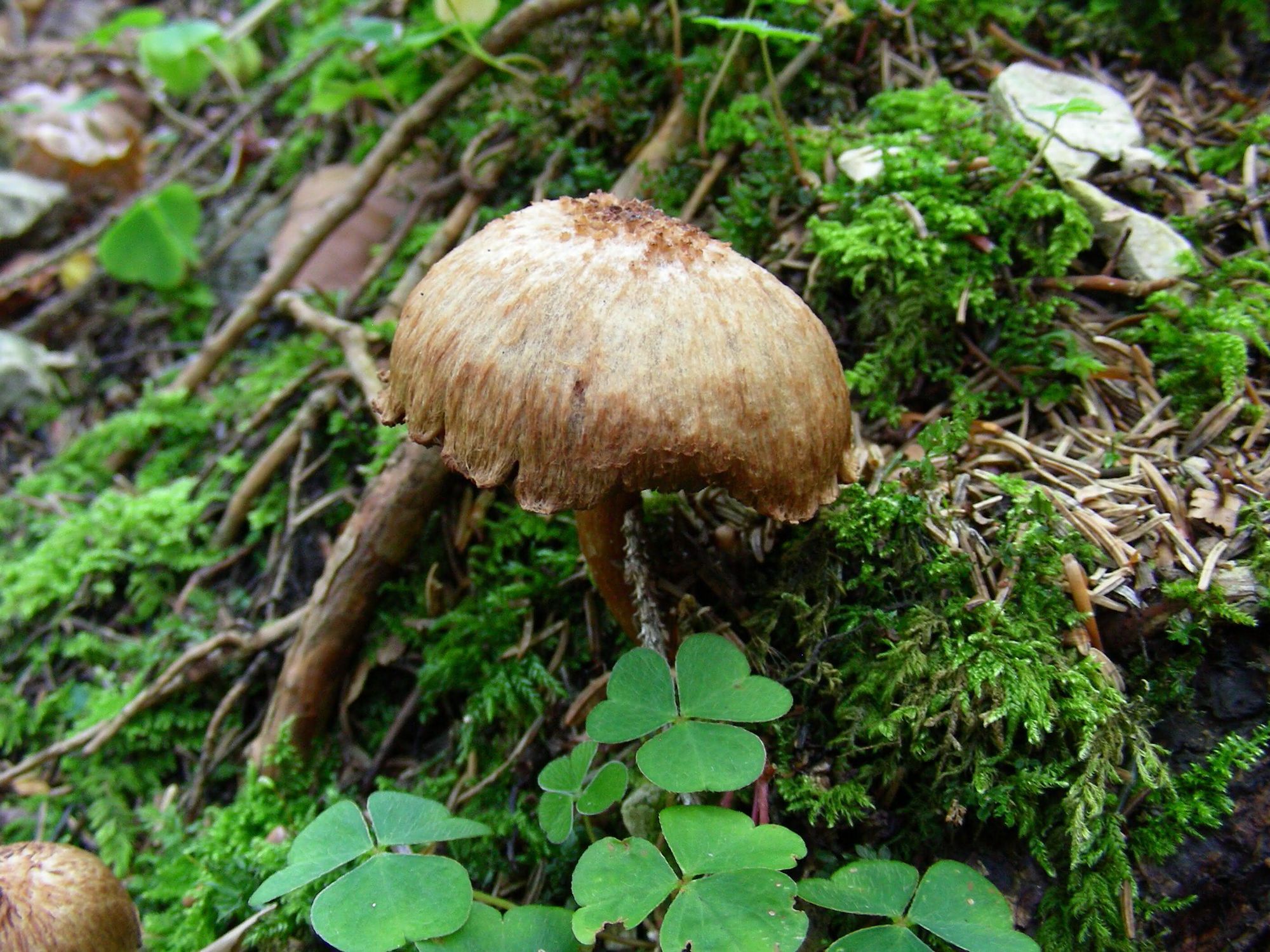Foto eines Pilzes im Wald
