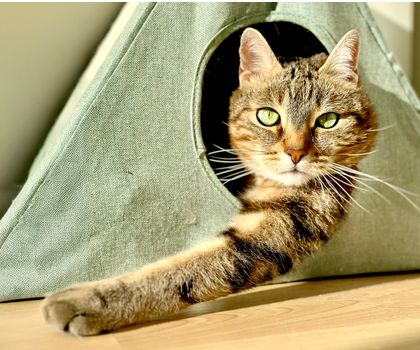 Katze schaut aus einer Katzenhöhle