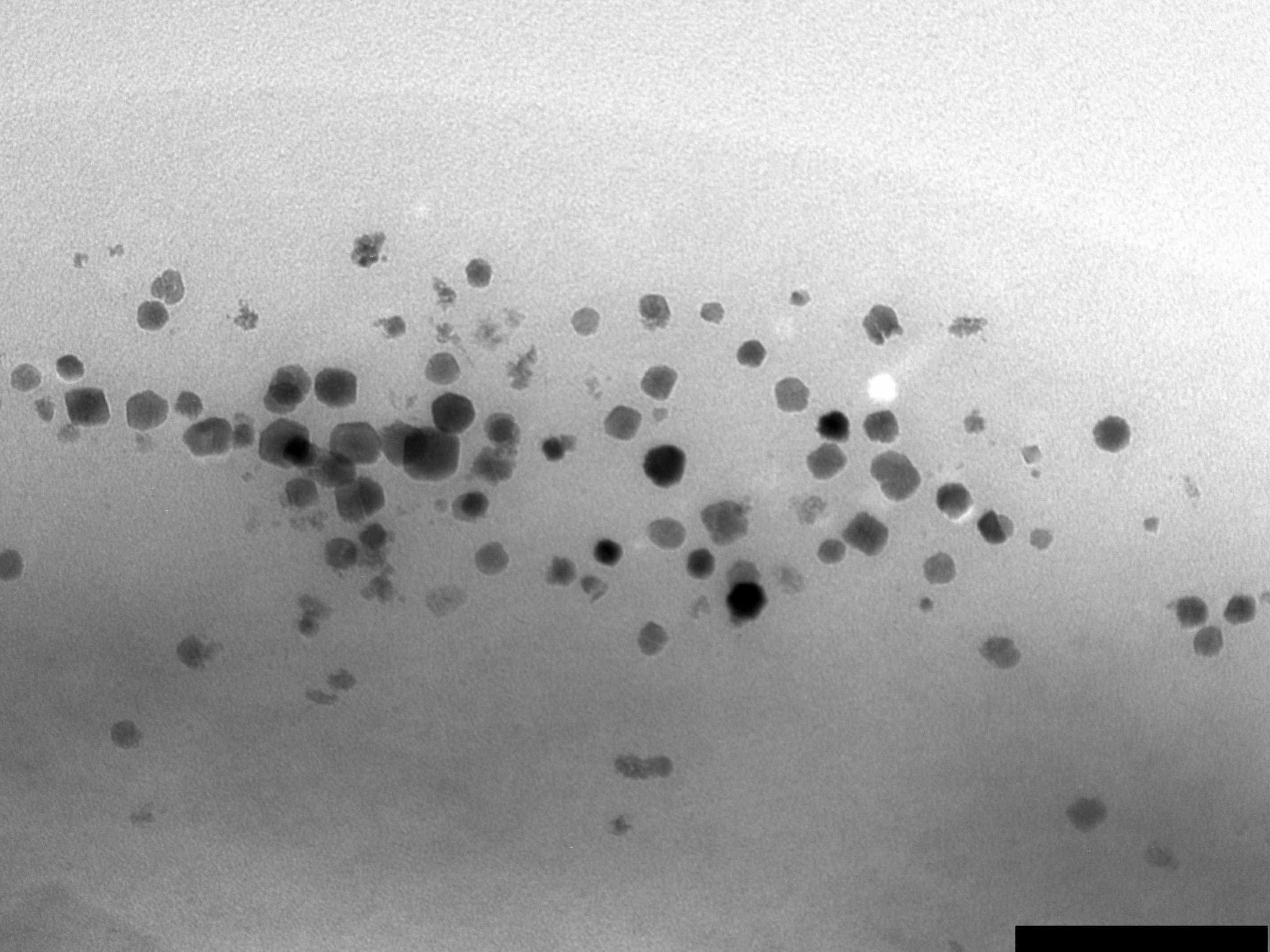 Biotechnologie: Magnetisierung von Bakterien durch Gentransfer Elektronenmikroskopische Aufnahme von magnetischen Nanopartikeln in der Zelle