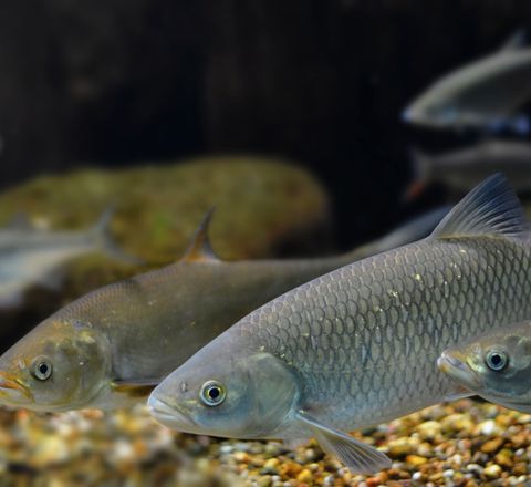 Fische als Versuchstiere