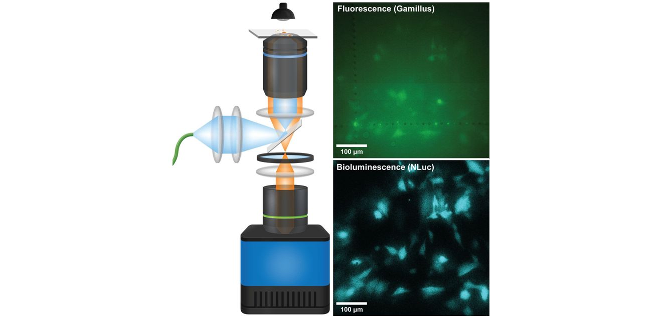 Mikroskop macht leuchtende Zellprozesse deutlich sichtbar Niedrige Proteinkonzentrationen in lebenden Zellen mit dem System QIScope darstellen: Biolumineszenz (unten rechts) im Vergleich zu Fluoreszenz (oben rechts)