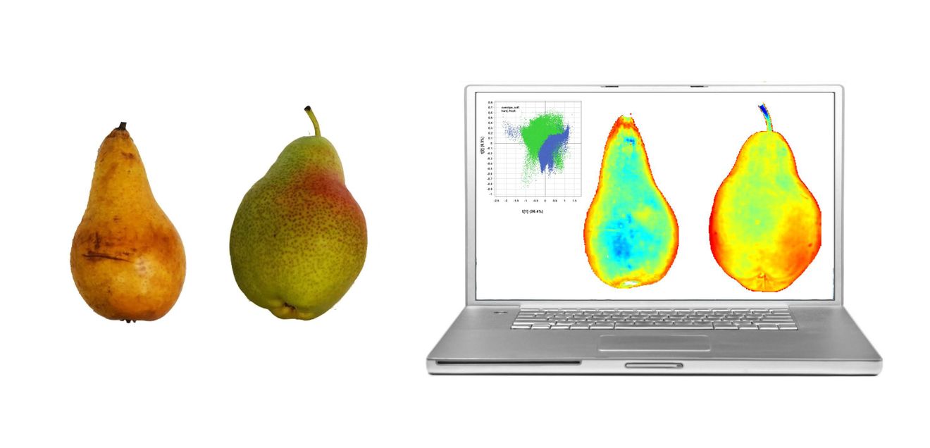 Qualitätskontrolle von Früchten mit Hyperspektraldaten Qualitätskontrolle Birnen mit Hyperspektraldaten