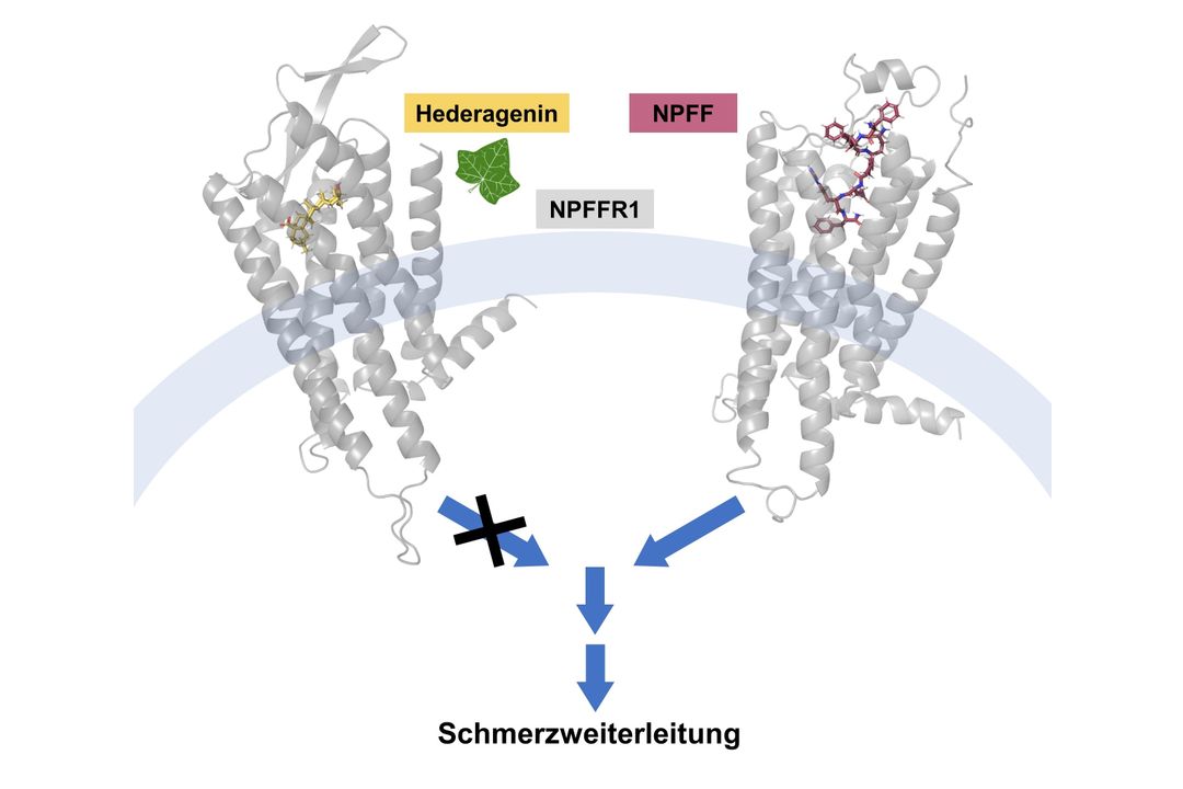 Schemazeichnung Hederagenin blockiert die Aktivierung des Neuropeptid-FF-Rezeptors 1