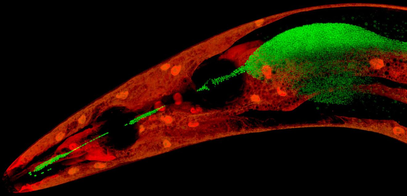 C. elegans (Epidermis markiert mit einem rot fluoreszierenden Protein) mit schützenden „Pseudomonas fluorescens“-Bakterien (markiert mit einem grün fluoreszierenden Protein) im Rachen und vorderen Teil des Darms.