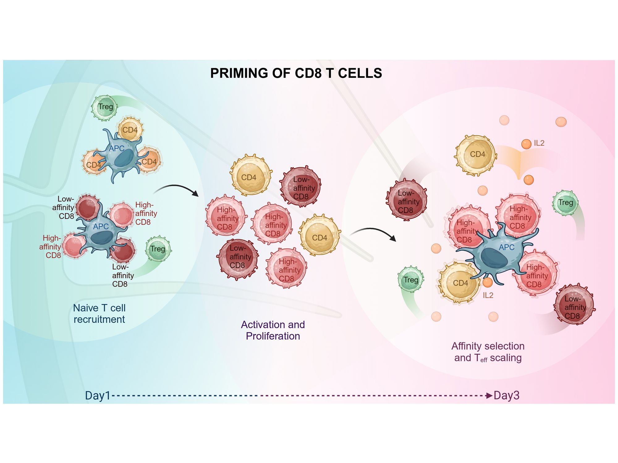 Immunantwort: Das Priming von CD8 T-Zellen erfolgt in zwei Phasen Immunantwort: Das Priming von CD8 T-Zellen erfolgt in zwei Phasen der Aktivierungsphase und der Selektionsphase.