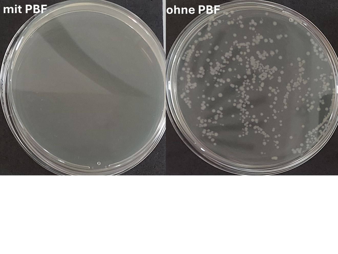 Wachstum von Escherichia coli Bakterien nach Behandlung mit PBF (links) und ohne Behandlung (rechts). Wachstum von Escherichia coli Bakterien nach Behandlung mit PBF (links) und ohne Behandlung (rechts). Vitale Bakterien wachsen als weiße Kolonien auf dem Nährboden
