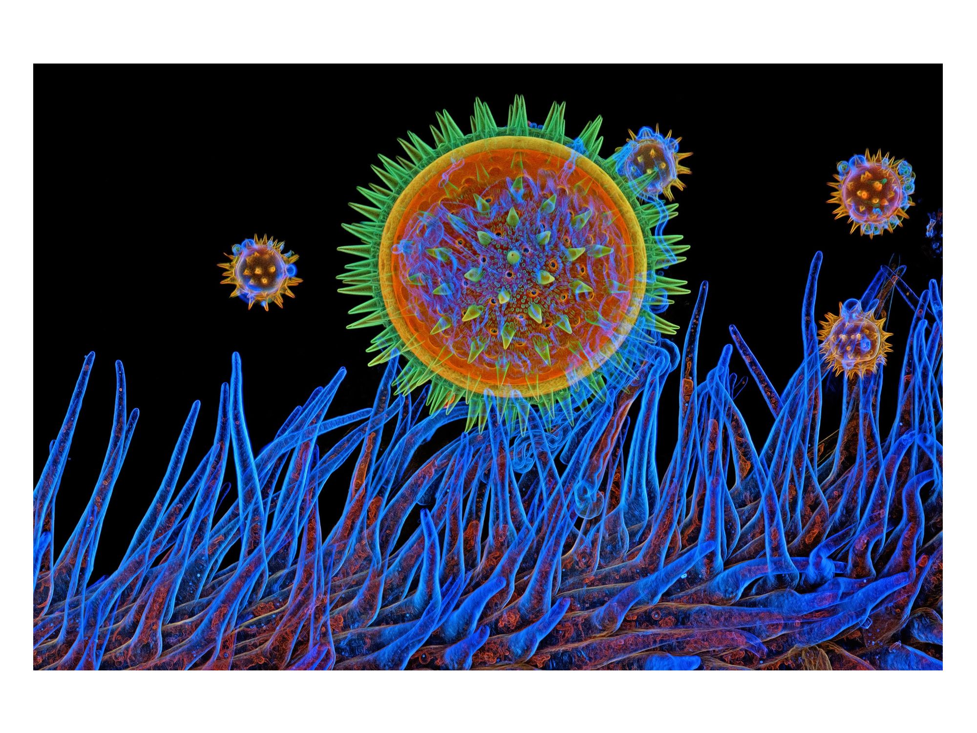 Gewinner Image of the Year, Kategorie Regionalpreis Amerika Malvenpollen auf der Narbe. Aufgenommen von Igor Siwanowicz (USA). Gewinner des Wettbewerbs Image of the Year, Kategorie Regionalpreis Amerika Malvenpollen auf der Narbe. Aufgenommen von Igor Siwanowicz (USA).