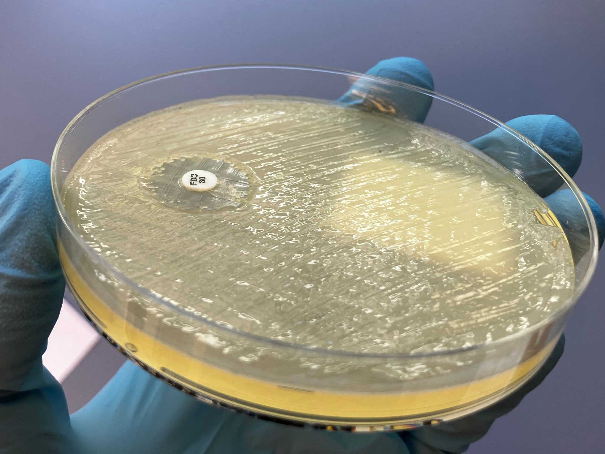 isolierte Bakterien auf Agar in Petrischale