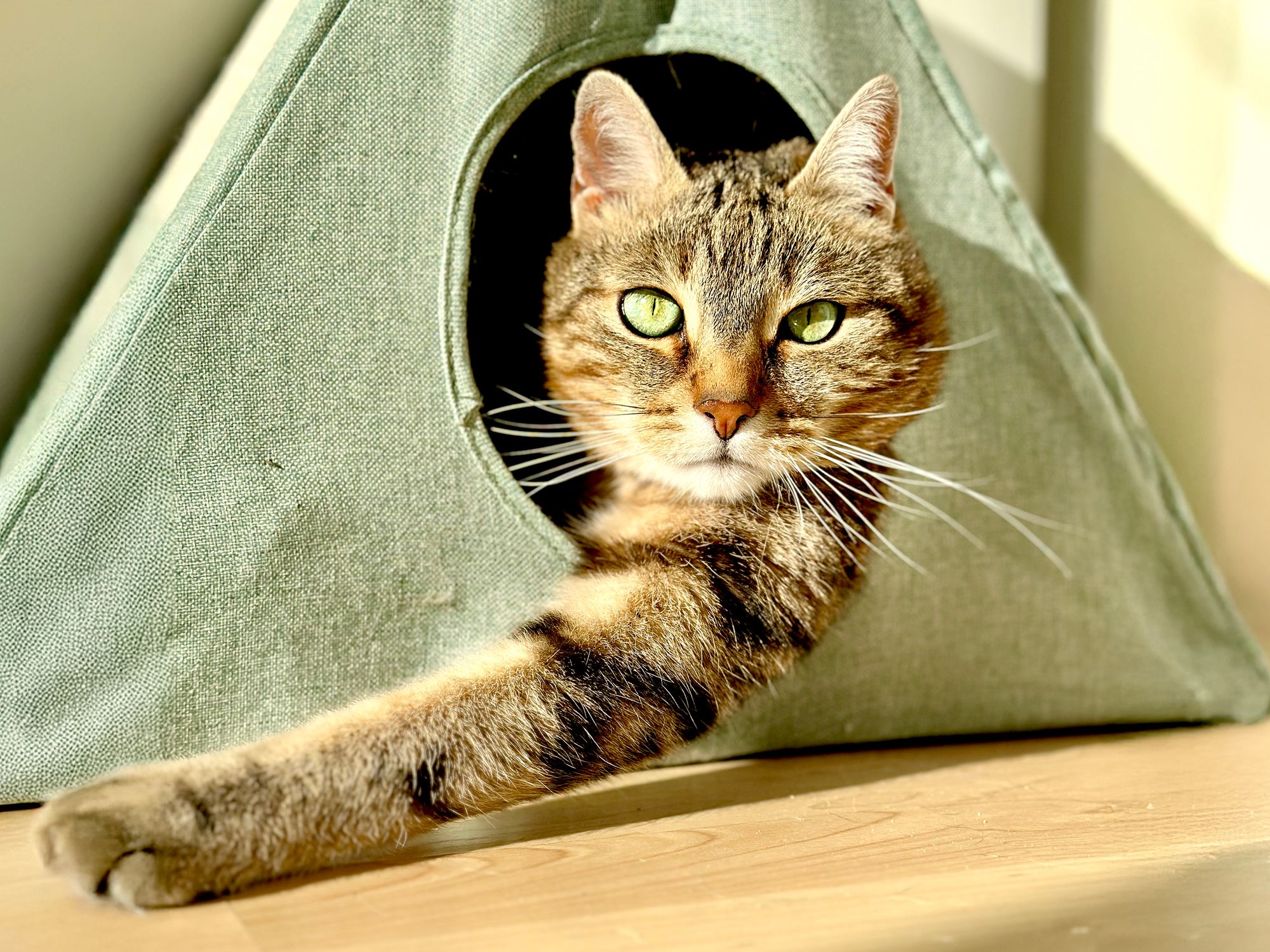Katzenverhalten erforschen: Citizen-Science-Projekt sucht Katzenvideos Katze schaut aus einer Katzenhöhle