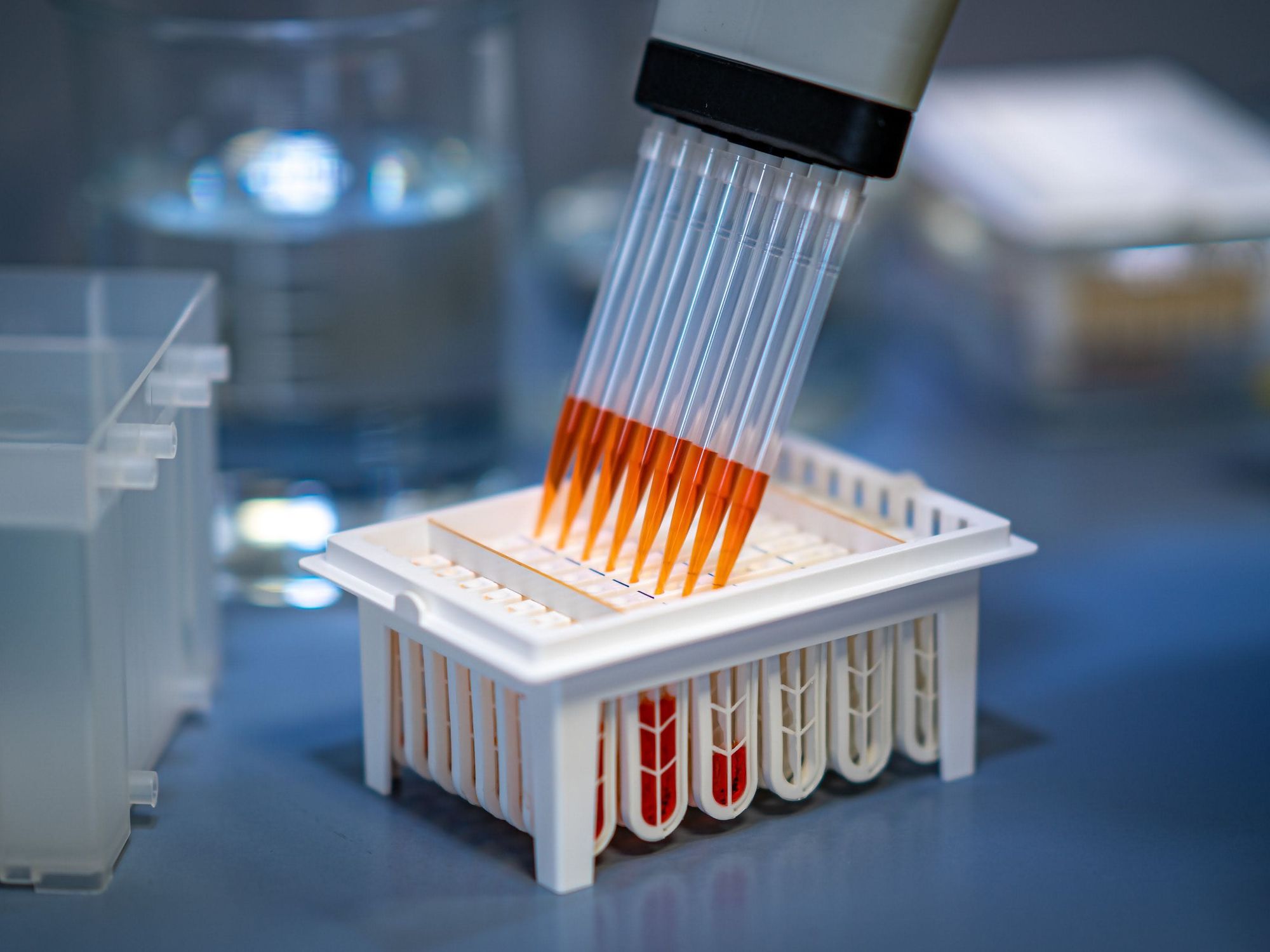 Parallel Pipettieren Dialysekartusche wird mit einer Multikanalpipette befüllt