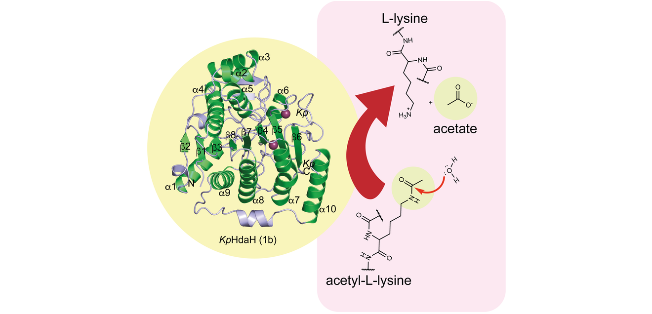 Enzym HdaH aus Klebsiella pneumoniae Abbildung des Enzyms HdaH aus Klebsiella pneumoniae