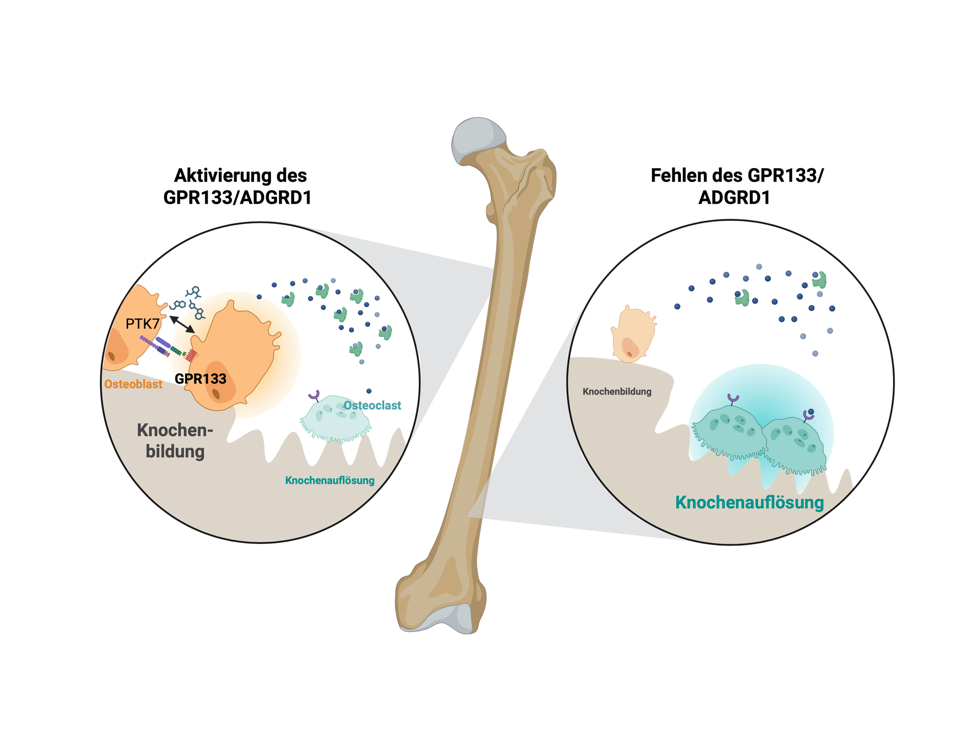Osteoporose: Neue Forschung zu Knochenaufbau und Muskelstärkung im Alter Grafik: Wenn GPR133 im Knochengewebe aktiviert ist, wird ein Signal ausgelöst, das knochenaufbauende Zellen (Osteoblasten) stimuliert und knochenabbauende Zellen (Osteoklasten) hemmt.