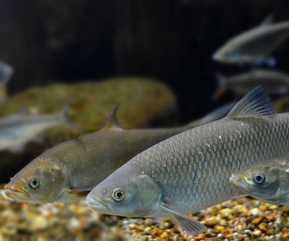 Fische als Versuchstiere Fische als Versuchstiere