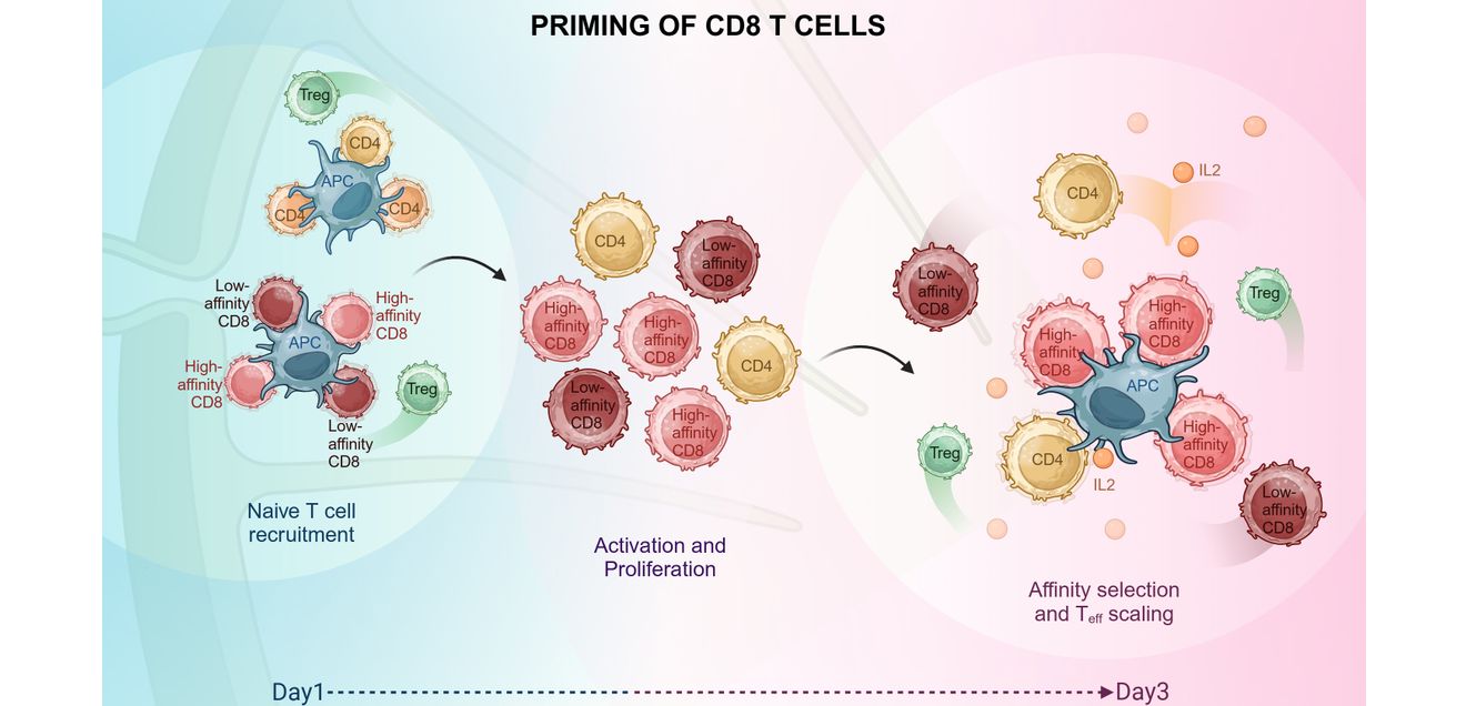Immunantwort: Das Priming von CD8 T-Zellen erfolgt in zwei Phasen der Aktivierungsphase und der Selektionsphase.