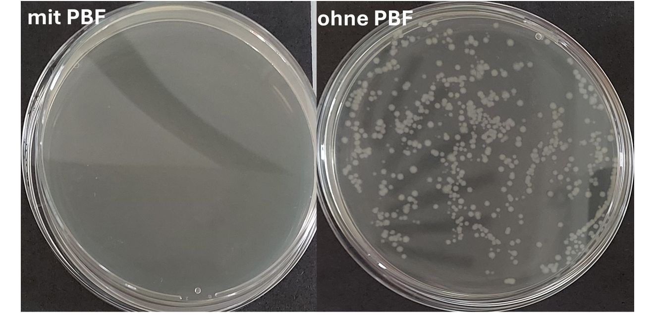 Wachstum von Escherichia coli Bakterien nach Behandlung mit PBF (links) und ohne Behandlung (rechts). Vitale Bakterien wachsen als weiße Kolonien auf dem Nährboden