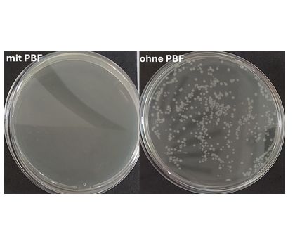 Wachstum von Escherichia coli Bakterien nach Behandlung mit PBF (links) und ohne Behandlung (rechts). Wachstum von Escherichia coli Bakterien nach Behandlung mit PBF (links) und ohne Behandlung (rechts). Vitale Bakterien wachsen als weiße Kolonien auf dem Nährboden