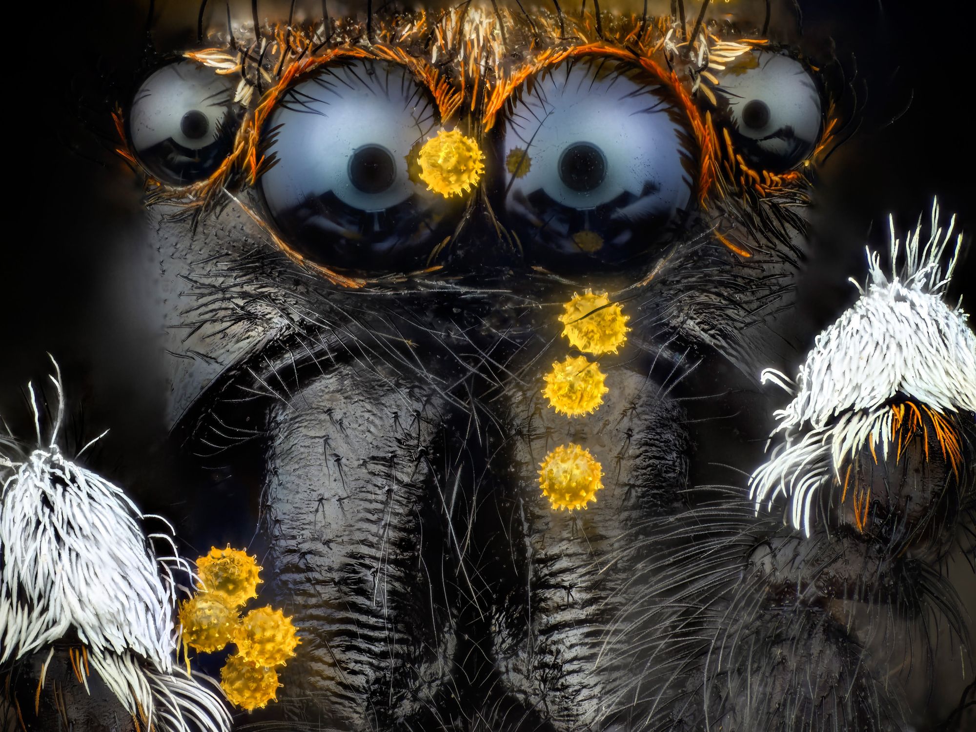 Ehrenhaft erwähnt im Wettbewerb Image of the Year wurde das Mikroskop-Bild Pollenkörner auf einer Springspinne. Aufgenommen von Javier Rupérez (Spain). Ehrenhaft erwähnt im Wettbewerb Image of the Year wurde das Mikroskop-Bild Pollenkörner auf einer Springspinne. Aufgenommen von Javier Rupérez (Spain).