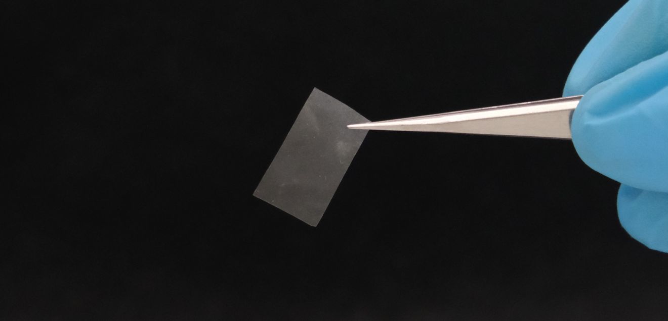 Materialforscher entwickeln lebenden Verbundstoff aus Pilzen für Folien und Emulsionen Die lebende Folie ist nahezu transparent und besitzt eine gute Reissfestigkeit. Sie könnte etwa als Bio-Kunststoff zum Einsatz kommen.