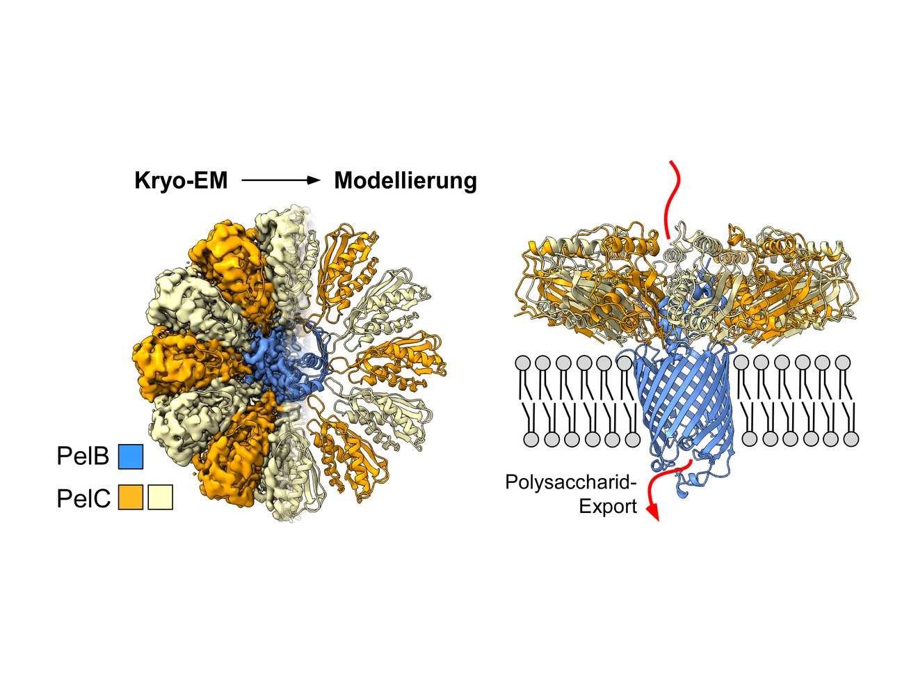 Biofilm-Forschung Mittels Kryo-Elektronenmikroskopie konnte die Arbeitsgruppe des Transportkomplexes innerhalb der Zellmembran des Bakteriums rekonstruieren und ermitteln, wie darüber Exportvorgänge stattfinden.